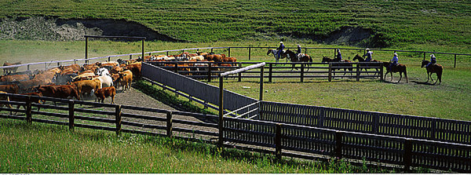 牛,圈拢,艾伯塔省,加拿大