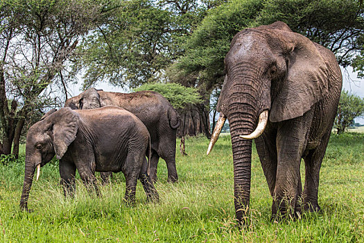 非洲象,走,大草原,塔兰吉雷国家公园,坦桑尼亚