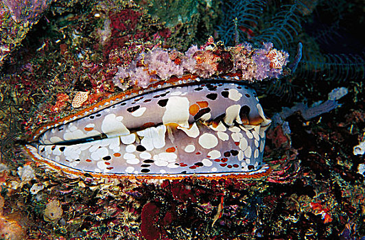 牡蛎,所罗门群岛