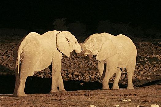 大象,非洲象,光亮,水坑,埃托沙国家公园,纳米比亚,非洲