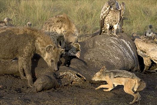 黑背狐狼,黑背豺,河马,杀,斑点土狼,斑鬣狗,肯尼亚