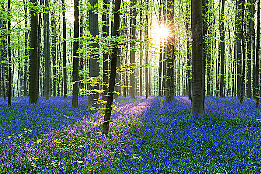 欧洲山毛榉,树林,野风信子,蓝铃花,逆光,春天,布鲁塞尔,比利时