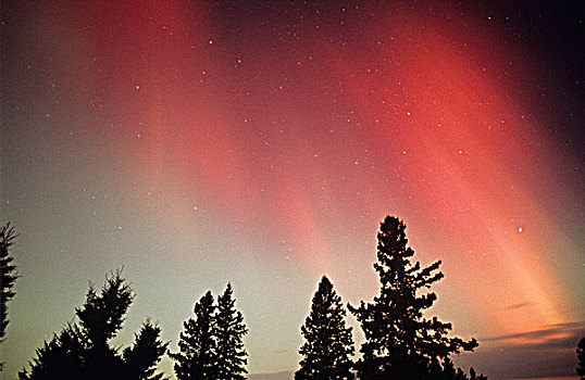 红色,北极光,展示,高处,树际线,曼尼托巴,加拿大