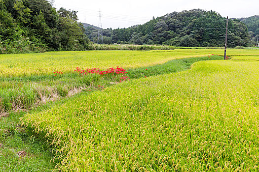 稻田,树林