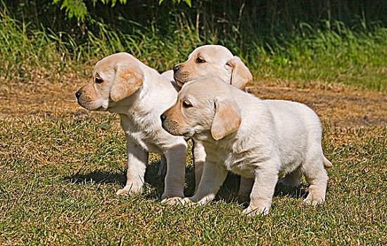 黄色拉布拉多犬,三个,小动物,站立,英格兰,英国,欧洲