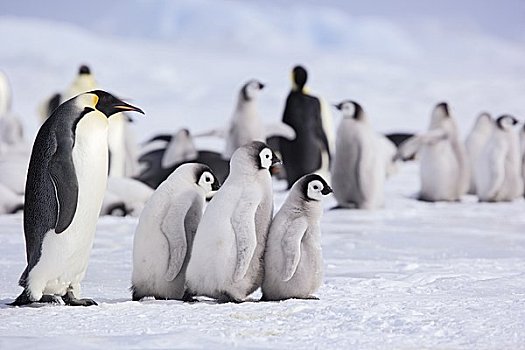帝企鹅,雪,山,岛屿,南极