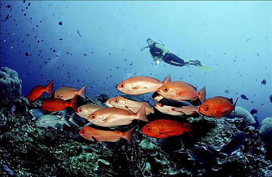 鱼群,鲷鱼,潜水者,巴布亚新几内亚,太平洋