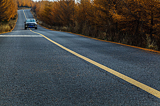 穿过松树林的道路