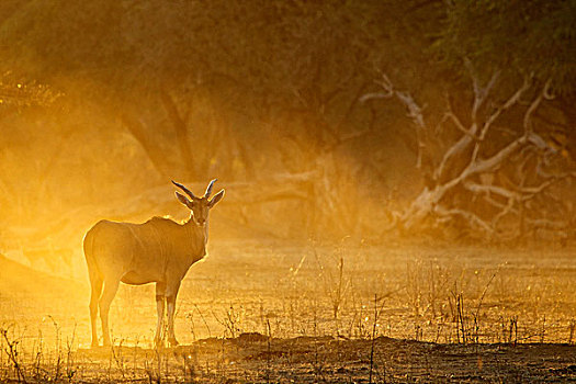 大羚羊,黎明,国家公园,津巴布韦,非洲