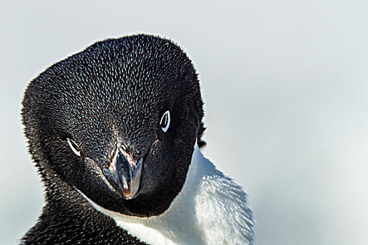 南极,阿德利企鹅,积雪,栖息地