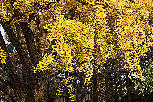 南京师范大学