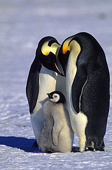 南极,冰架,帝企鹅,一对,幼禽,展示