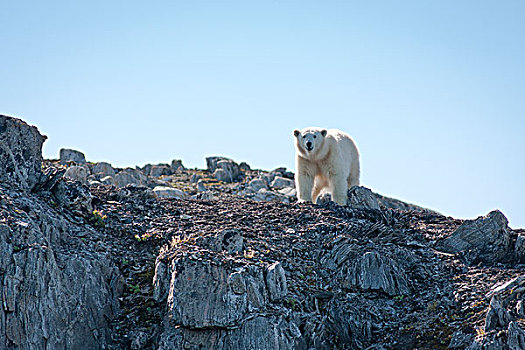 北极熊,国家公园,拉布拉多犬,加拿大