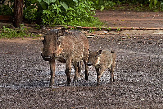疣猪,幼仔,博茨瓦纳,非洲