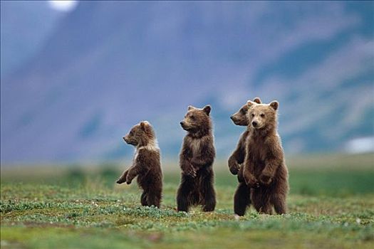 幼兽,棕熊,站立,一起,苔原,卡特麦国家公园,西南方,阿拉斯加,夏天