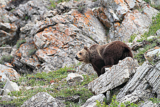 大灰熊,棕熊,高山,冰川国家公园,蒙大拿
