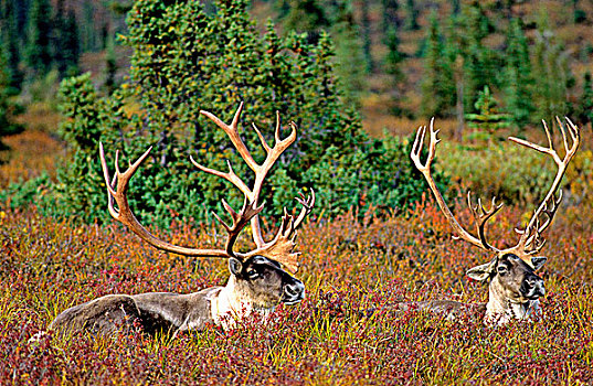 北美驯鹿,雄性动物,驯鹿属,休息,一起,秋天,阿拉斯加,美国