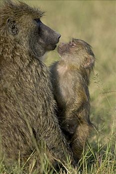 黄狒狒,幼小,检查,母亲,马赛马拉国家保护区,肯尼亚
