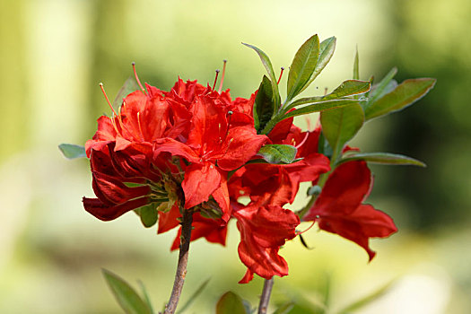 红色,杜鹃花属植物,杜鹃花,花,春天,花园