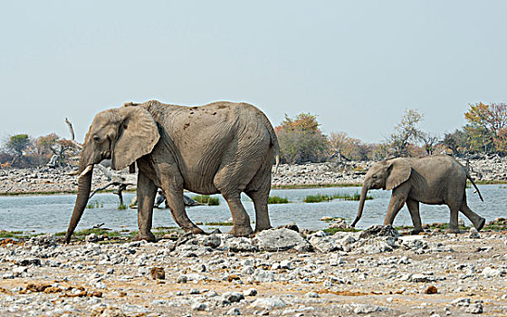 非洲象,女性,幼兽,水坑,埃托沙国家公园,纳米比亚,非洲