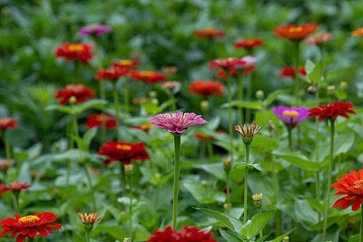 百日菊