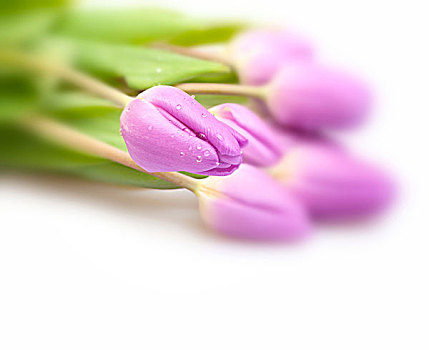 紫罗兰,郁金香