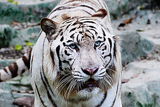 白色,虎
