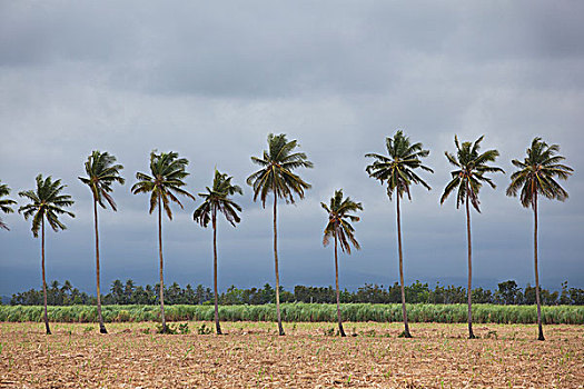 棕榈树,摆动,风,风暴,靠近,城市,岛屿,菲律宾