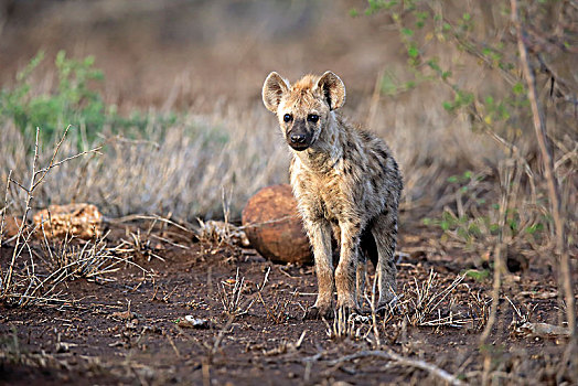 斑鬣狗,小动物,警惕,好奇,克鲁格国家公园,南非,非洲