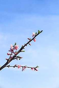 枝头桃花,踏青赏花