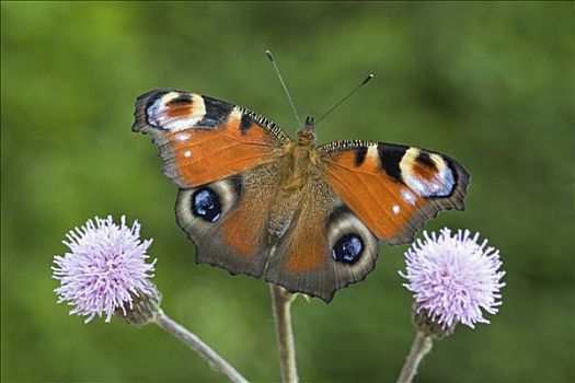 孔雀蛱蝶,花,展示,假的,欧洲