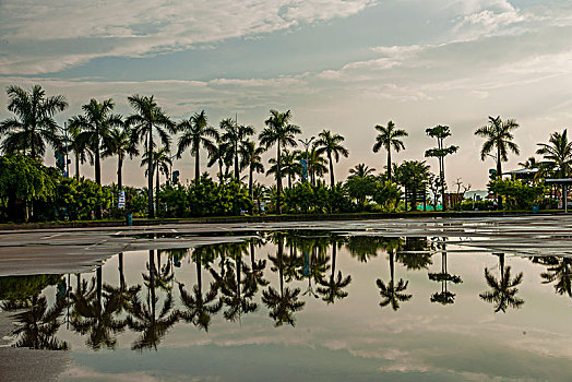 越南广宁鸿基市下龙湾游船接待中心码头广场的一排槟榔树