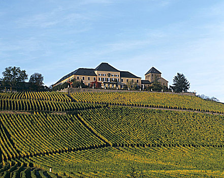 城堡,雷斯林葡萄酒,葡萄园,莱茵高地区