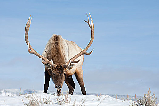 美洲,麋鹿,鹿属,鹿,雄性动物,雪中,黄石国家公园,怀俄明