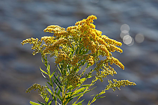 巨大,秋麒麟草属植物,一枝黄花属植物