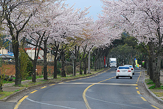 韩国樱花