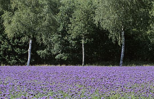 三个,桦树,后面,紫罗兰,花,地点,北德
