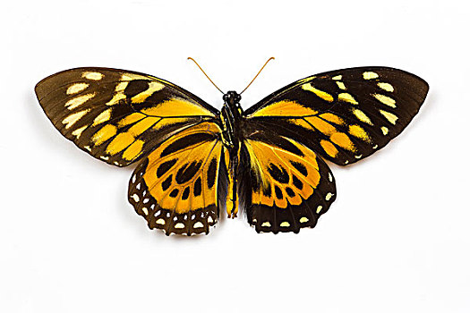 燕尾蝶,秘鲁,凤蝶,对比,上面,仰视,翼