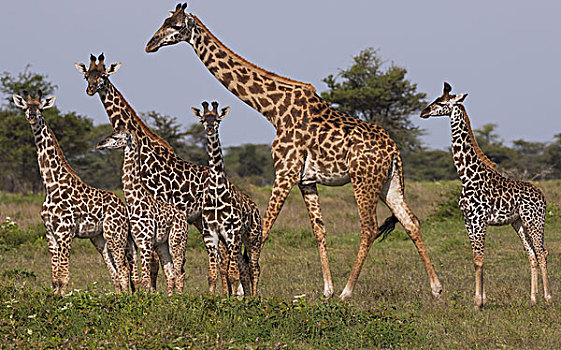 马赛长颈鹿,塞伦盖蒂国家公园,坦桑尼亚