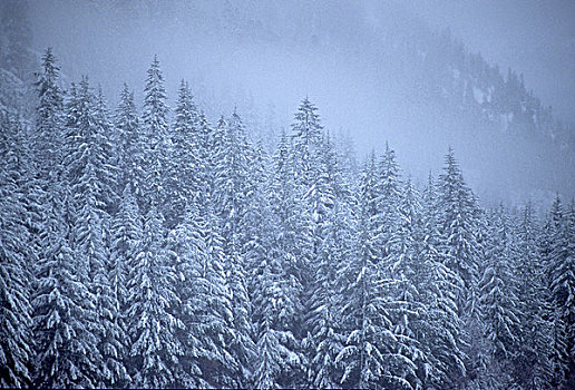 积雪,树,靠近,山谷,华盛顿