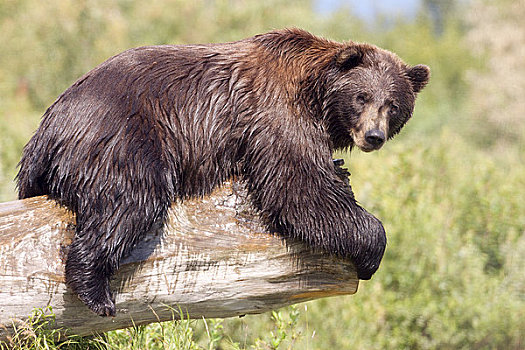 俘获,大,湿,棕熊,休息,原木,阿拉斯加野生动物保护中心,阿拉斯加