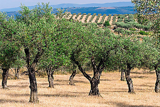 橄榄,果园,葡萄牙