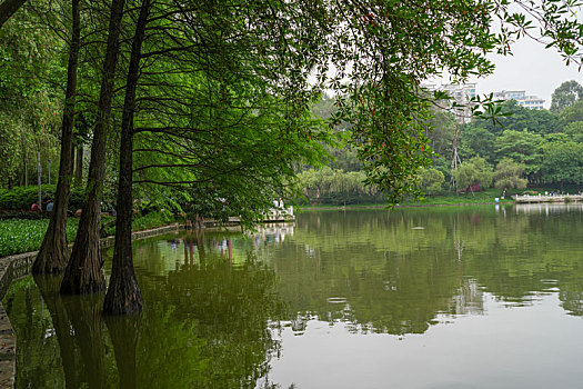 夏雨后羊城广州天河公园湖光水色