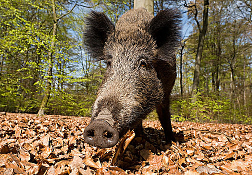 野猪,母猪,春天,木头,北莱茵威斯特伐利亚,德国,欧洲