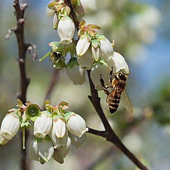 农业,蜜蜂,蓝莓,花,阿肯色州,美国