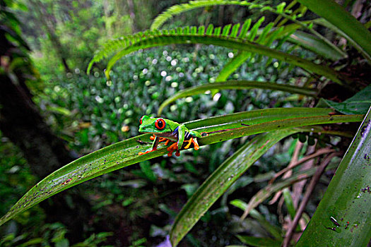 红眼树蛙,低地,雨林,哥斯达黎加