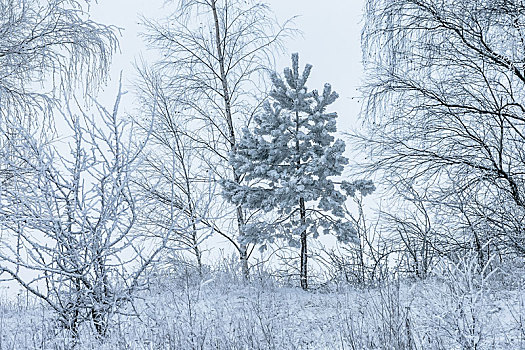 积雪,树,冬天,白天
