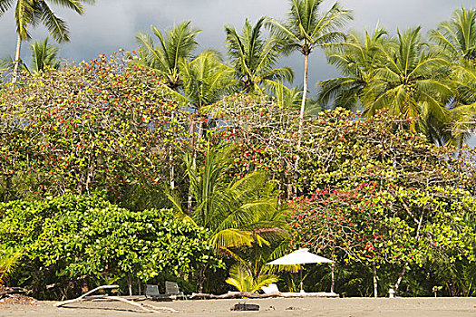 空,海滩,棕榈树,空椅子,哥斯达黎加