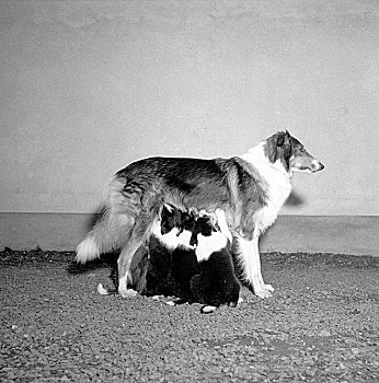 柯利犬,三个,吸吮,小狗,瑞典,艺术家,未知