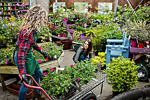 两个,女性,花商,协作,花卉商店